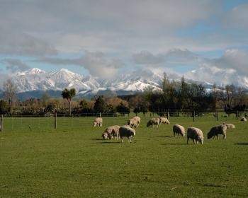 Moving to rural canterbury